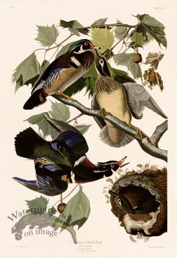 206 Summer of Wood Duck UC